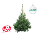 Sapin de Noël naturel Picea excelsa - Label Rouge: 250/300 cm coupé